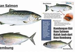 Salmon Di Indonesia Dari Mana